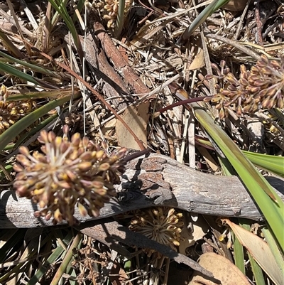 Lomandra multiflora (Many-flowered Matrush) at Whitlam, ACT - 13 Oct 2024 by Jennybach