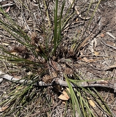 Lomandra multiflora at Whitlam, ACT - 13 Oct 2024