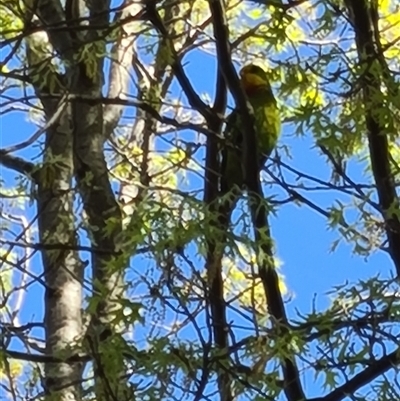 Polytelis swainsonii (Superb Parrot) at Belconnen, ACT - 13 Oct 2024 by Esther