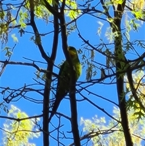 Polytelis swainsonii at Belconnen, ACT - suppressed