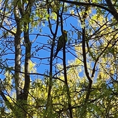 Polytelis swainsonii at Belconnen, ACT - suppressed