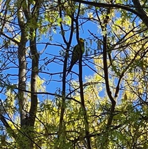 Polytelis swainsonii at Belconnen, ACT - suppressed