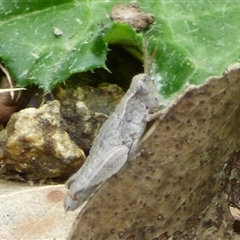 Unidentified Grasshopper, Cricket or Katydid (Orthoptera) at West Hobart, TAS - 13 Oct 2024 by VanessaC