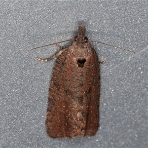 Cryptaspasma sordida at Melba, ACT - 10 Oct 2024 10:59 PM