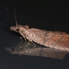 Cryptaspasma sordida at Melba, ACT - 10 Oct 2024 10:59 PM