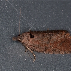 Cryptaspasma sordida at Melba, ACT - 10 Oct 2024