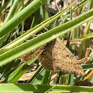 Scopula rubraria at Whitlam, ACT - 13 Oct 2024