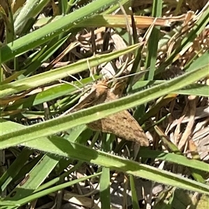 Scopula rubraria at Whitlam, ACT - 13 Oct 2024