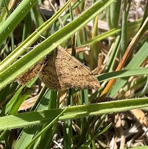 Scopula rubraria at Whitlam, ACT - 13 Oct 2024