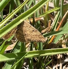 Scopula rubraria at Whitlam, ACT - 13 Oct 2024