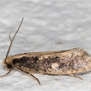 Monopis crocicapitella at Melba, ACT - 10 Oct 2024