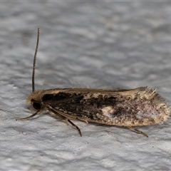 Monopis crocicapitella at Melba, ACT - 10 Oct 2024 11:00 PM