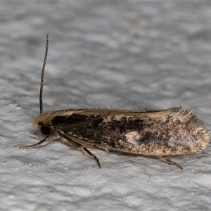 Monopis crocicapitella at Melba, ACT - 10 Oct 2024