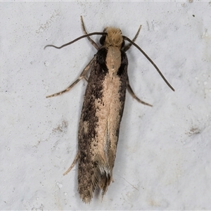 Monopis crocicapitella at Melba, ACT - 10 Oct 2024 11:00 PM