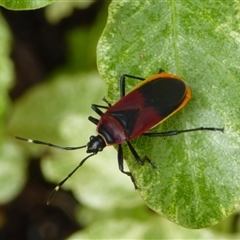 Dindymus versicolor (Harlequin Bug) at Mount Stuart, TAS - 13 Oct 2024 by VanessaC