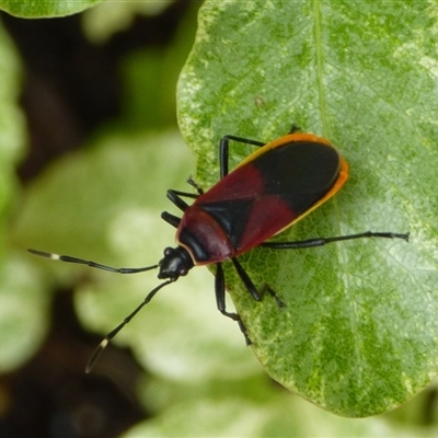 Dindymus versicolor (Harlequin Bug) at Mount Stuart, TAS - 13 Oct 2024 by VanessaC