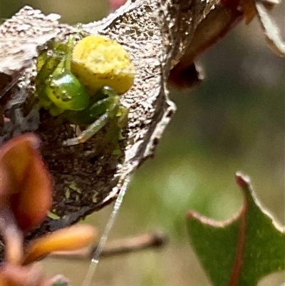 Lehtinelagia sp. (genus) (Flower Spider or Crab Spider) at Whitlam, ACT - 13 Oct 2024 by Jennybach