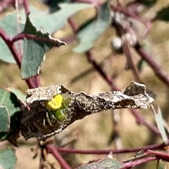 Lehtinelagia sp. (genus) at Whitlam, ACT - 13 Oct 2024