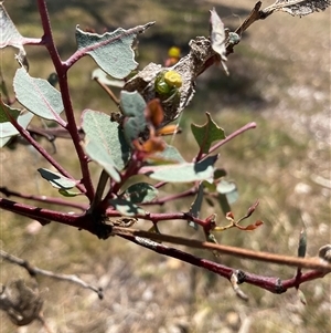 Lehtinelagia sp. (genus) at Whitlam, ACT - 13 Oct 2024