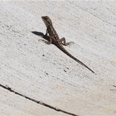 Amphibolurus muricatus at Surf Beach, NSW - 11 Oct 2024 by LyndalT