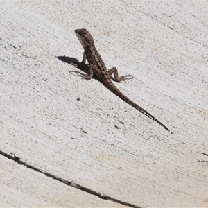 Amphibolurus muricatus at Surf Beach, NSW - 12 Oct 2024 10:09 AM