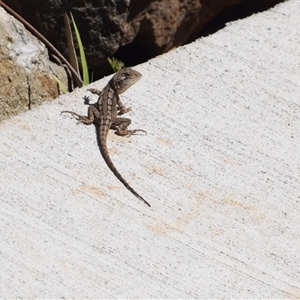 Amphibolurus muricatus at Surf Beach, NSW - 12 Oct 2024 10:09 AM
