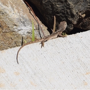 Amphibolurus muricatus at Surf Beach, NSW - 12 Oct 2024 10:09 AM