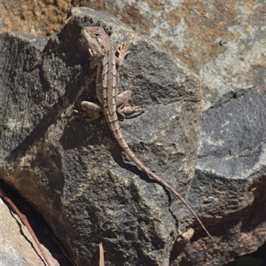 Amphibolurus muricatus at Surf Beach, NSW - 12 Oct 2024 10:09 AM