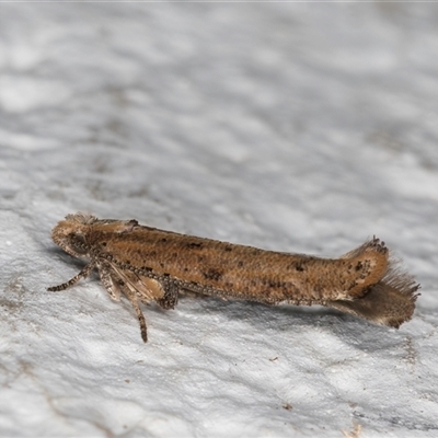 Zelleria cynetica (Rectangular Ermine Moth) at Melba, ACT - 10 Oct 2024 by kasiaaus