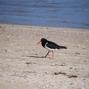 Haematopus longirostris at Surfside, NSW - suppressed