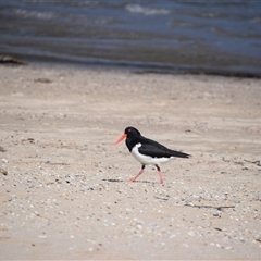 Haematopus longirostris at Surfside, NSW - suppressed