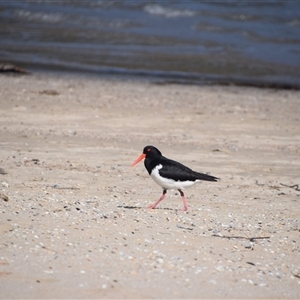 Haematopus longirostris at Surfside, NSW - 12 Oct 2024