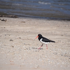 Haematopus longirostris at Surfside, NSW - 12 Oct 2024