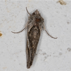 Chrysodeixis argentifera at Melba, ACT - 11 Oct 2024