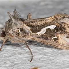 Chrysodeixis argentifera at Melba, ACT - 11 Oct 2024