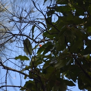 Myzomela sanguinolenta (Scarlet Honeyeater) at Surfside, NSW by LyndalT