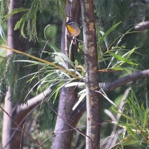 Pardalotus punctatus (Spotted Pardalote) at Surf Beach, NSW by LyndalT