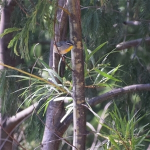 Pardalotus punctatus at Surf Beach, NSW - suppressed