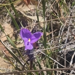 Patersonia sericea (silky purple-flag) at Bombay, NSW - 13 Oct 2024 by clarehoneydove