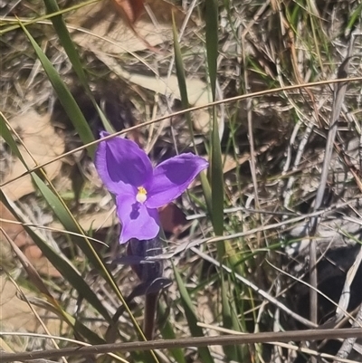 Patersonia sericea (silky purple-flag) at Bombay, NSW - 13 Oct 2024 by clarehoneydove