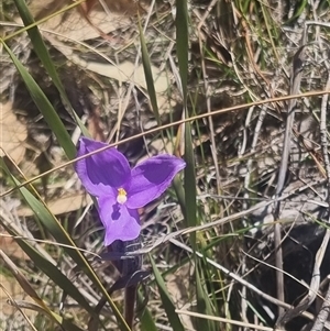 Patersonia sericea at Bombay, NSW - 13 Oct 2024