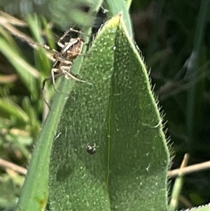 Oxyopes sp. (genus) at Whitlam, ACT - 13 Oct 2024