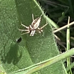 Oxyopes sp. (genus) at Whitlam, ACT - 13 Oct 2024