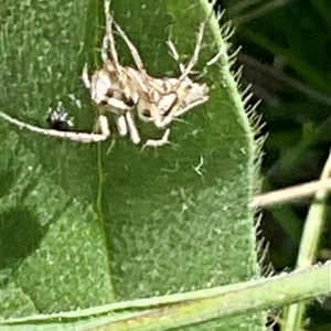 Oxyopes sp. (genus) at Whitlam, ACT - 13 Oct 2024