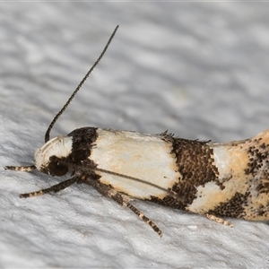 Euphiltra celeteria at Melba, ACT - 11 Oct 2024