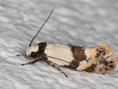 Euphiltra celeteria (A Concelater moth (Wingia group) at Melba, ACT - 11 Oct 2024 by kasiaaus