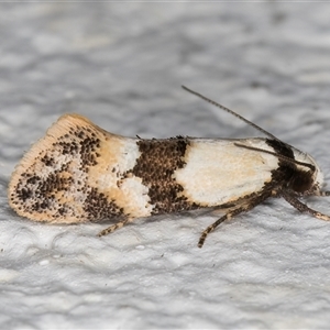 Euphiltra celeteria at Melba, ACT - 11 Oct 2024