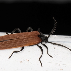 Porrostoma rhipidium at Melba, ACT - 11 Oct 2024 09:07 PM