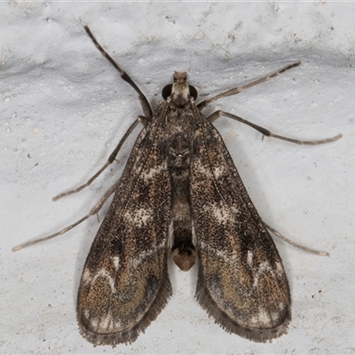 Hygraula nitens (Pond Moth) at Melba, ACT - 11 Oct 2024 by kasiaaus