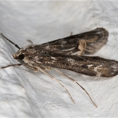 Hygraula nitens at Melba, ACT - 11 Oct 2024 11:00 PM